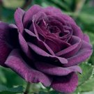 10 Rose Seeds, Dark Purple Rose Flower Seeds, Perennial Flowering, Purple Rose Seed