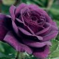 10 Rose Seeds, Dark Purple Rose Flower Seeds, Perennial Flowering, Purple Rose Seed