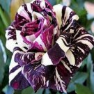 10 Rose Seeds, Purple White Rose Flower Seeds, Perennial Flowering, Purple Rose Seed