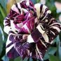 10 Rose Seeds, Purple White Rose Flower Seeds, Perennial Flowering, Purple Rose Seed
