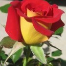 10 Rose Seeds, Yellow Red Rose Flower Seeds, Perennial Flowering, Red Rose Seed