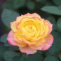 10 Rose Seeds, Yellow Pink Rose Flower Seeds, Perennial Flowering, Pink Rose Seed
