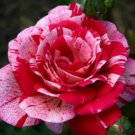 10 Rose Seeds, Pink Red Rose Flower Seeds, Perennial Flowering, Red Rose Seed