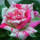 10 Seeds Bright Pink Spotted Rose Flower Seeds, Perennial Flowering, Pink Rose Seed