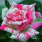 10 Seeds Bright Pink Spotted Rose Flower Seeds, Perennial Flowering, Pink Rose Seed