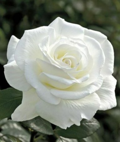 10 Seeds Double White Rose Rose Flower Seeds, Perennial Flowering, White  Rose Seed