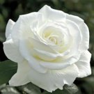 10 Seeds Double White Rose Rose Flower Seeds, Perennial Flowering, White  Rose Seed