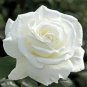 10 Seeds Double White Rose Rose Flower Seeds, Perennial Flowering, White Rose Seed