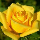 10 Rose Seeds, Bright Yellow Rose Flower Seeds, Perennial Flowering, Yellow Rose Seed