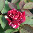 10 Rose Seeds, Red White Rose Flower Seeds, Red Rose Seed, Perennial Flower Seeds