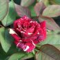 10 Rose Seeds, Red White Rose Flower Seeds, Red Rose Seed, Perennial Flower Seeds