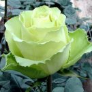 10 Rose Seeds, Bright Green Rose Flower Seeds, Green Rose Seed, Perennial Flower Seeds