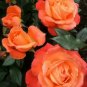10 Rose Seeds, Orange Rose Flower Seeds, Bright Orange Rose Seed, Perennial Flower Seeds