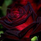 10 Rose Seeds, Black Red Rose Flower Seeds, Red Rose Seed, Perennial Flower Seeds