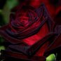 10 Rose Seeds, Black Red Rose Flower Seeds, Red Rose Seed, Perennial Flower Seeds