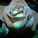 10 Rose Seeds, Mint Chocolate Rose Flower Seeds, Mint  Rose Seed, Perennial Flower Seeds