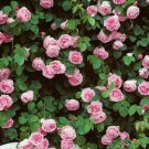 10 Climbing Rose Seeds, Climbing Double Pink Rose Flower Seeds, Light Pink Rose Seed