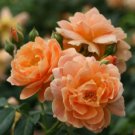 10 Rose Seeds, Double Orange Rose Flower Seeds, Orange Rose Seed, Perennial Flower Seeds