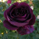 10 Rose Seeds, Purple Rose Flower Seeds, Dark Purple Rose Seed, Perennial Flower Seeds