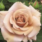 10 Rose Seeds, Hot Chocolate Rose Flower Seeds, Chocolate Rose Seed, Perennial Flower Seeds