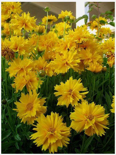 Sunray Coreopsis Perennial - 30 Seeds