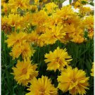 Sunray Coreopsis Perennial - 30 Seeds