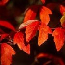 Chinese Paperbark Maple 10 Seeds - Acer griseum