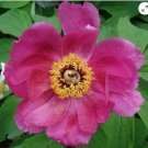 Banatica Rose Peony 4 Pcs Seeds