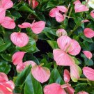 15 Pcs Pink Anthurium Flower Seed Mix / Long Blooming Indoor Houseplant