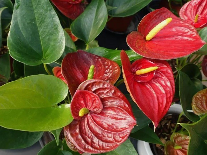 15 Pcs Red Anthurium Flower Seed / Long Blooming Indoor Houseplant