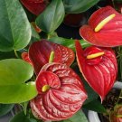 15 Pcs Red Anthurium Flower Seed / Long Blooming Indoor Houseplant