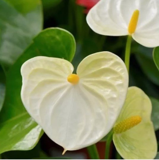 15 Pcs White Anthurium Flower Seed / Long Blooming Indoor Houseplant