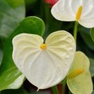 15 Pcs White Anthurium Flower Seed / Long Blooming Indoor Houseplant