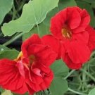30 Pcs Nasturtium Scarlet Red Flower Seeds / Long Blooming Reseeding Annual