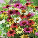 30 Pcs Echinacea Coneflower Flower Seeds Mix / Long Lasting Perennial