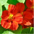 30 Pcs Mahogany Nasturtium Flower Seeds / Long Blooming Reseeding Annual