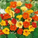 30 Pcs Jewel Nasturtium Flower Seed Mix / Long Blooming Reseeding Annual