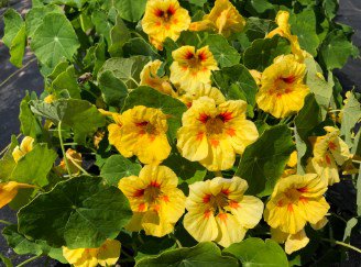 25 Pcs Nasturtium Peach Melba Flower Seeds / Long Blooming Reseeding Annual