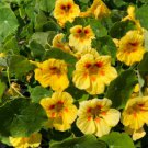 25 Pcs Nasturtium Peach Melba Flower Seeds / Long Blooming Reseeding Annual