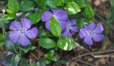40 Pcs Orchid Vinca Periwinkle Flower Seeds / Deer Resistant Long Lasting Annual