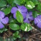40 Pcs Orchid Vinca Periwinkle Flower Seeds / Deer Resistant Long Lasting Annual