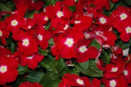 40 Pcs Rose Halo Vinca Periwinkle Flower Seeds / Deer Resistant