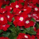 40 Pcs Rose Halo Vinca Periwinkle Flower Seeds / Deer Resistant