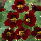 30 Pcs Nasturtium Black Velvet Flower Seeds / Long Blooming Reseeding Annual
