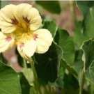 25 Pcs Cream Purple Ladybird Nasturtium Flower Seeds /Long Bloom / Reseeding Annual