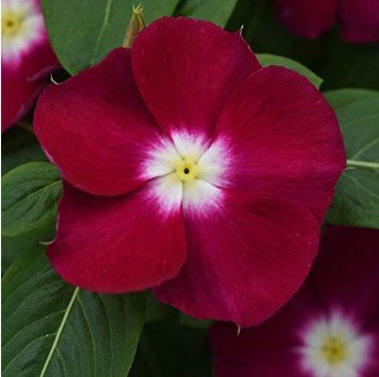 40 Pcs Cranberry Vinca Periwinkle Flower Seeds / Annual/ Deer Resistant