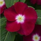 40 Pcs Cranberry Vinca Periwinkle Flower Seeds / Annual/ Deer Resistant
