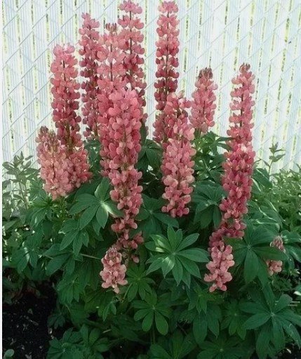 40 Pcs Rose Colored Lupine Flower Seeds / Reseeding Annual / Lupinus