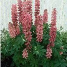 40 Pcs Rose Colored Lupine Flower Seeds / Reseeding Annual / Lupinus