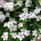 40 Pcs Cooler Peppermint Vinca Periwinkle Flower Seeds / Deer Resistant